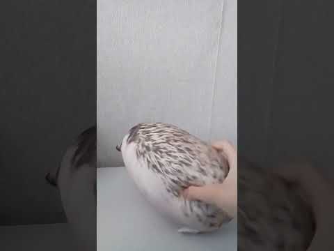 Видео: Кто убил лису 1 серия #блоптоп #врек #приколы 