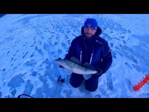 Видео: Ловля СУДАКА по Беляшке на реке КАМА. Виб МОЖЕТ