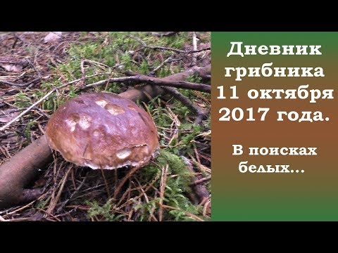 Видео: Дневник грибника 11 октября 2017 г. В поисках белых