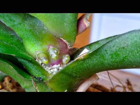 Видео: ЗАМОЧИ орхидеи ЭТИМ! корни ТОРЧАТ! цветонос ВЫСКОЧИЛ! орхидеи ТОЧНО укоренятся!