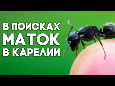 Видео: КАКИЕ ЕЩЁ МУРАВЬИ ВОДЯТСЯ НА СЕВЕРЕ? В ПОИСКАХ МАТОК В КАРЕЛИИ #2 - МНОГО МИРМИКИ \\ Димон и пумба