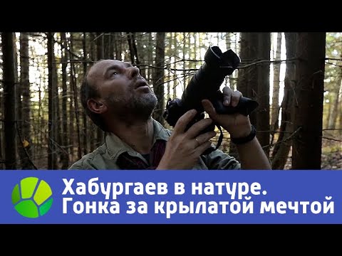 Видео: Гонка за крылатой мечтой. Хабургаев в натуре | Живая Планета