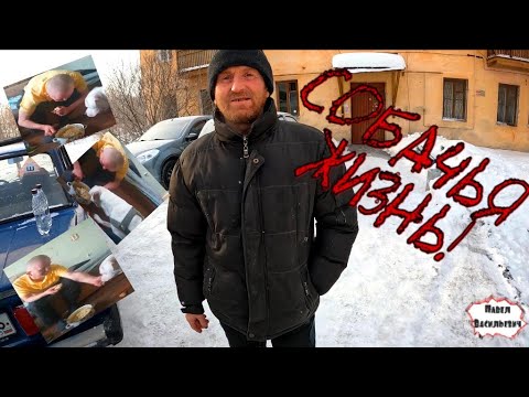 Видео: СОБАЧЬЯ ЖИЗНЬ  / ИЗ ОДНОЙ МИСКИ ВКУСНЕЕ / ФОРМАТ 2К / 366 серия (18+)