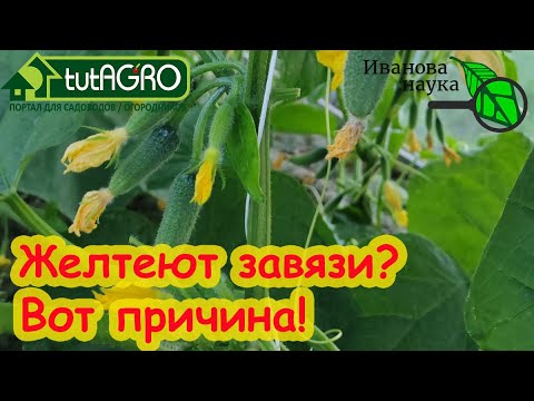Видео: ЭТО УДОБРЕНИЕ ЛЕГКО ОСТАВИТ ВАС БЕЗ УРОЖАЯ! Вся правда о МИКОРИЗЕ.