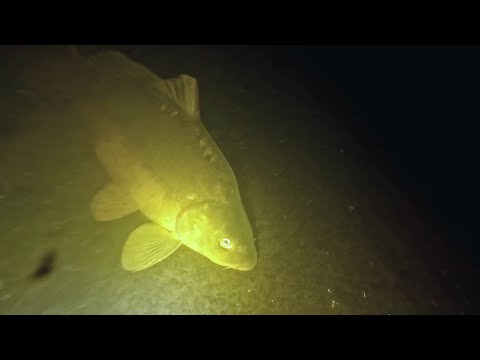 Видео: Канал удивляет