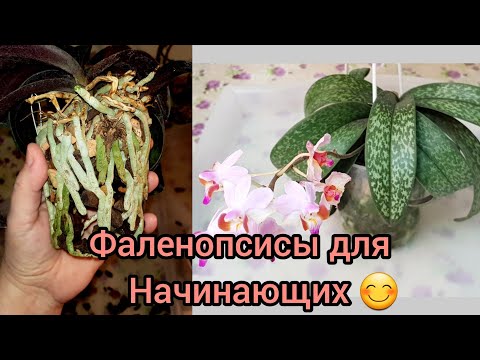 Видео: Орхидеи для Начинающих😊 Пересадка Здорового Фаленопсиса(Doritis pulcherrima)