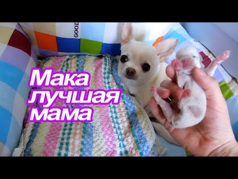 Видео: VLOG: Странное поведение Маки / Отвечаю на вопросы / Готовлю Гуляш