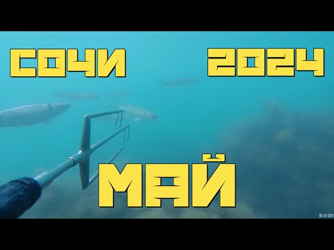 Видео: Подводная охота Сочи. Лобан. 19 05 2024