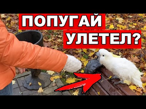 Видео: ГУЛЯЕМ С ПОПУГАЕМ НА УЛИЦЕ! ПОЧЕМУ ПОПУГАЙ НЕ УЛЕТАЕТ? Free Fly(Фри Флай)