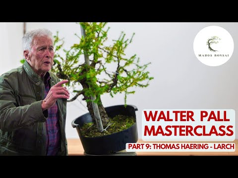 Видео: МАСТЕР-КЛАСС Уолтера Полла: Преображение старой лиственницы?