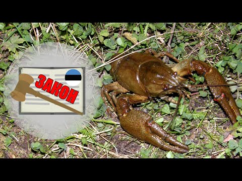 Видео: Ловля РАКОВ по ЗАКОНУ (часть 1) * Vähipüük Eestis * CRAYFISHING