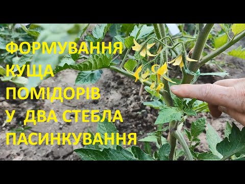 Видео: ПАСИНКУЄМО ТА ОБРІЗАЄМО ЛИСТЯ У ТОМАТІВ -   КОЛИ  ЯК  І  НАВІЩО