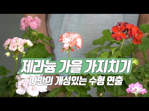Видео: Осенняя обрезка для создания уникальной формы дерева герани / Как увидеть больше цветов