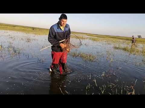Видео: Самая интересная и увлекательная рыбалка. Ловим сазана сачком.