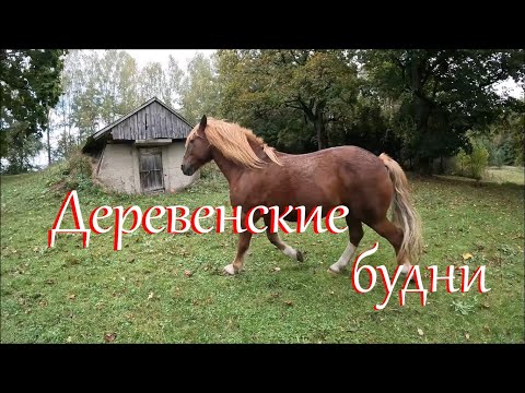 Видео: Жизнь на Лесном Хуторе. Октябрь.