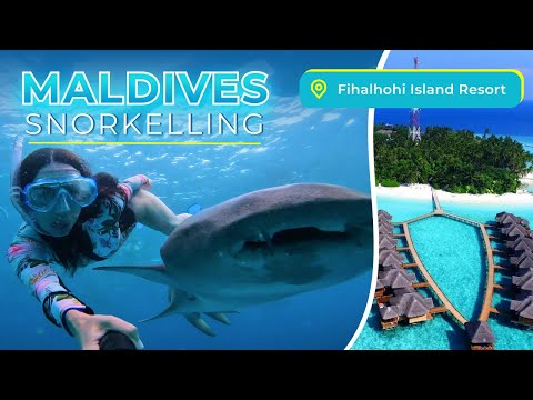 Видео: FIHALHOHI ISLAND RESORT, MALDIVES JUNE 2022, SNORKELLING| В одиночку на Мальдивы,снорклинг с акулами