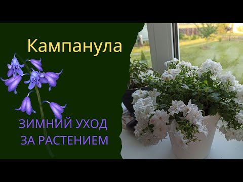 Видео: Кампанула зимой / Зимний уход за кампанулой в домашних условиях