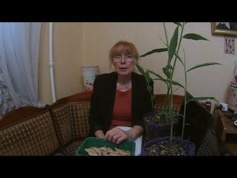 Видео: 11.02.2020 Имбирь. 8 шагов, чтобы получить урожай 🌾 инструкция 📝.