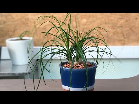 Видео: Бокарнея, Нога слона или просто Нолина пересадка в керамику