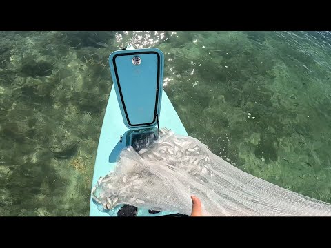 Видео: Развлечения с сардинами и одиночной лодкой.