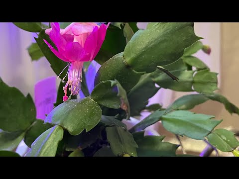 Видео: Почему у декабриста вянут листья