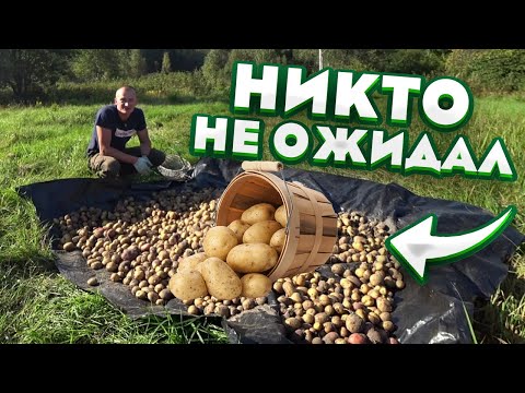 Видео: КУПИЛ ХУТОР в ЛЕСУ на КРАЮ БОЛОТА. СОСЕДИ ОЧЕНЬ УДИВИЛИСЬ. №155