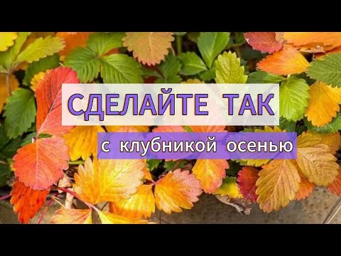 Видео: СДЕЛАЙТЕ ЭТО С КЛУБНИКОЙ ОСЕНЬЮ