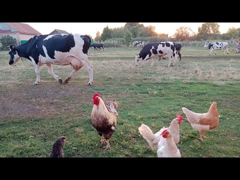 Видео: Жизнь в деревне.Целый день на кухне.