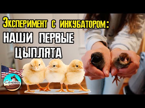 Видео: Эксперимент с инкубатором: наши первые цыплята