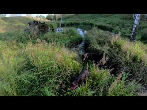 Видео: Охота с Дратхаарами продолжается