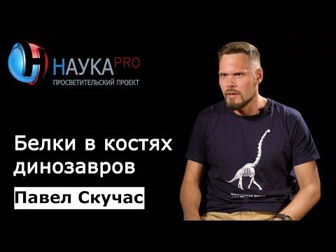 Видео: Белки в костях динозавров: миф или реальность? – палеонтолог Павел Скучас | Научпоп
