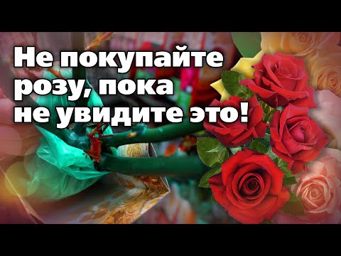 Видео: Выбираем саженец розы без ошибок  Лайфхаки цветовода