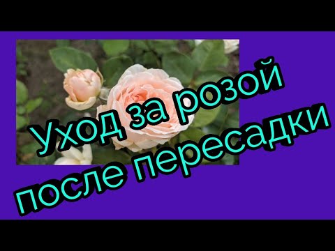Видео: Уход за розой после летней пересадки.