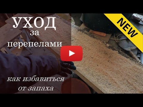 Видео: Уход за перепелами, как избавиться от запаха