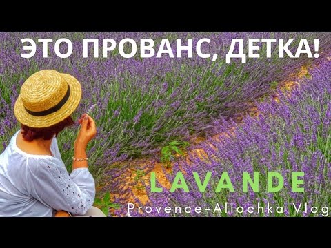 Видео: ЛАВАНДОВЫЕ ПОЛЯ/МИСТИКА/ЭТО ПРОВАНС, ДЕТКА/LAVANDER