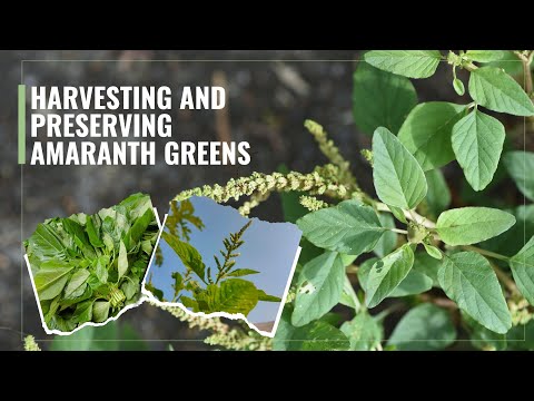 Видео: Сбор и сохранение листьев амаранта (Эфо Тете/Каллалу) на зиму