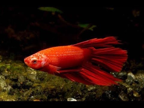 Видео: Болезни рыбок петушков: профилактика и методы лечения