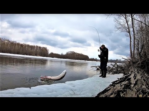 Видео: ПОКА ЭТО ЛУЧШАЯ РЫБАЛКА В ЭТОМ ГОДУ. В этой реке полно рыбы. Рыбалка в апреле