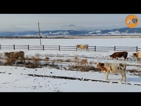 Видео: Дорогами Бурятии: от Максимихи до Утулика