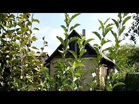 Видео: Разница в прививке дичка яблони, и перепрививке неправильно посаженных яблонь.