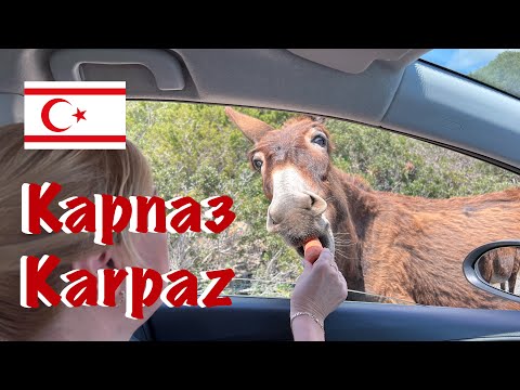 Видео: Рай на краю земли. Полуостров Карпаз - Северный Кипр.