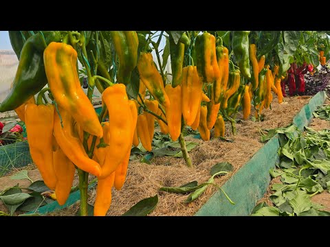 Видео: ХОТИТЕ КУШАТЬ ЗРЕЛЫЙ ПЕРЕЦ?! ПЕРЕЦ БУДЕТ КРУПНЫЙ, СЛАДКИЙ И БЫСТРО, МАССОВО ЗРЕТЬ. Томаты, капуста.