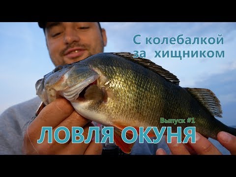 Видео: C колебалкой за хищником, выпуск #1, ЛОВЛЯ ОКУНЯ