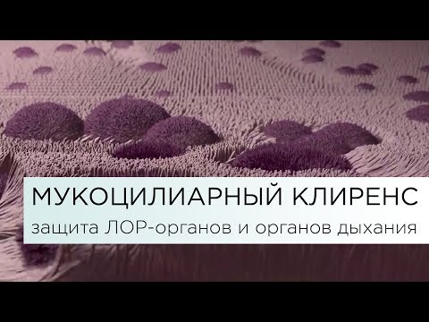 Видео: МУКОЦИЛИАРНЫЙ КЛИРЕНС – защита ЛОР-органов и органов дыхания