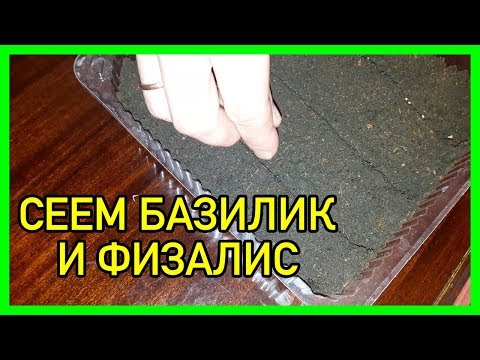 Видео: Сеем на рассаду базилик и физалис