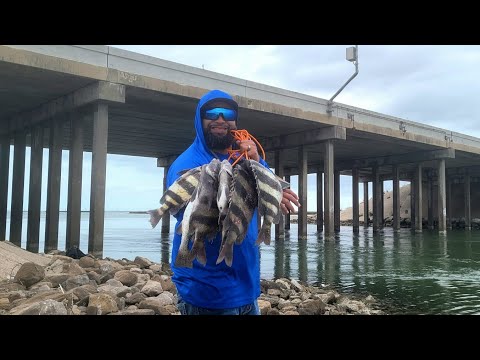 Видео: Ловля овечьей рыбы с моста (поймать и приготовить) в Корпус-Кристи, Техас, США