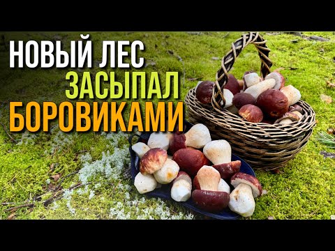 Видео: 💥БОРОВИКИ АТАКУЮТ! ЕЛЕ УНЁС НОГИ С УРОЖАЕМ!🔥Грибы 2025