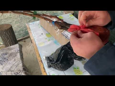 Видео: Саджанці винограду від@ЗАХІДВИНОГРАД-м3к 