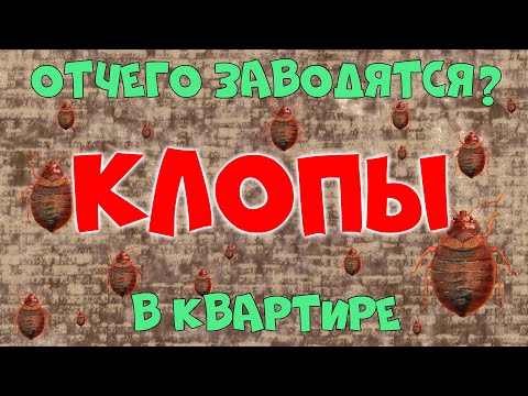 Видео: Откуда клопы в квартире❓ Как вывести клопов? Обработка: дезинсекция и дезинфекция🐜