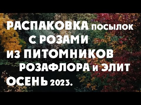 Видео: Распаковка посылок с розами из питомников роз Розафлора и Элит.